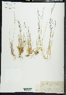 Agrostis aequivalvis image