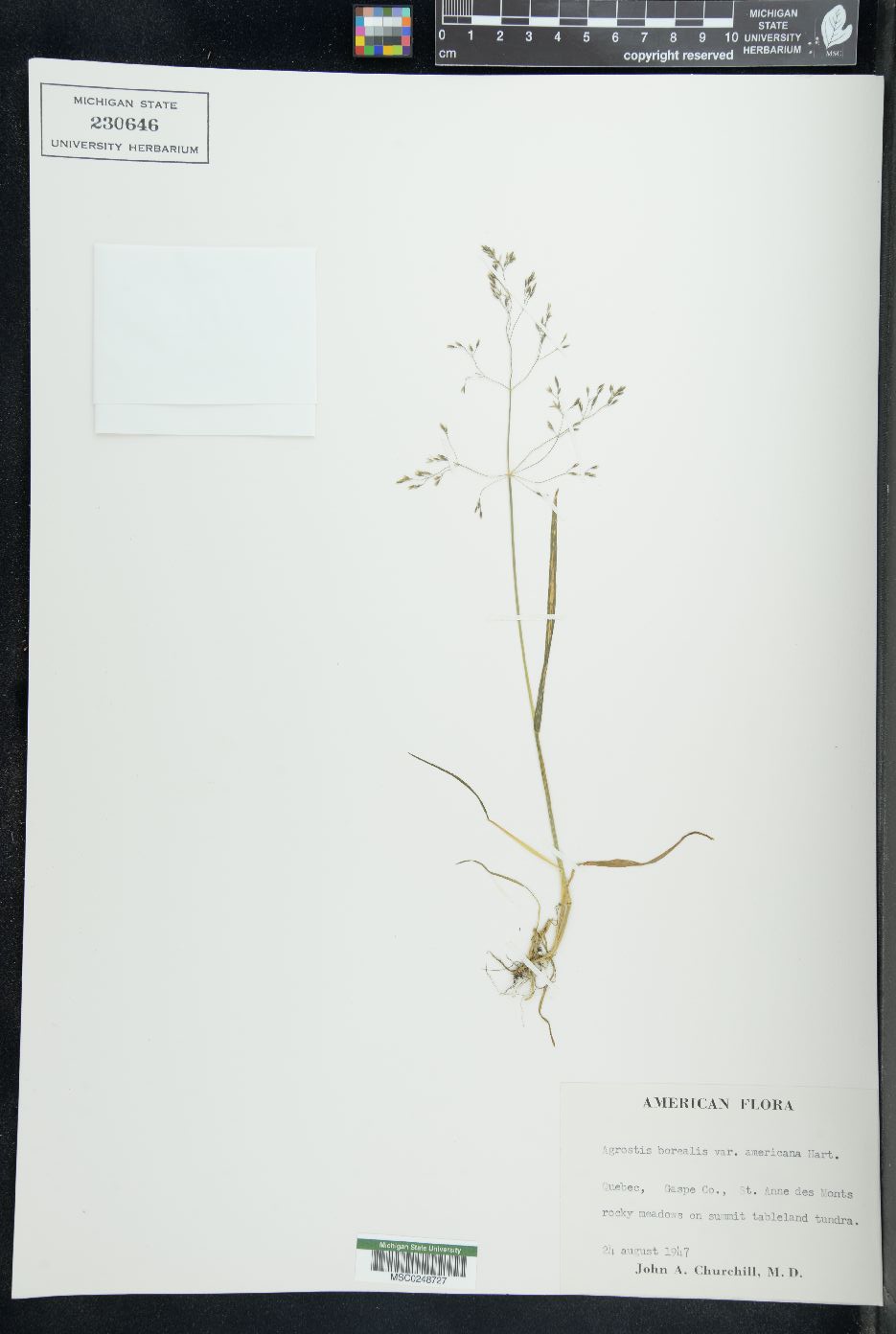 Agrostis borealis var. americana image