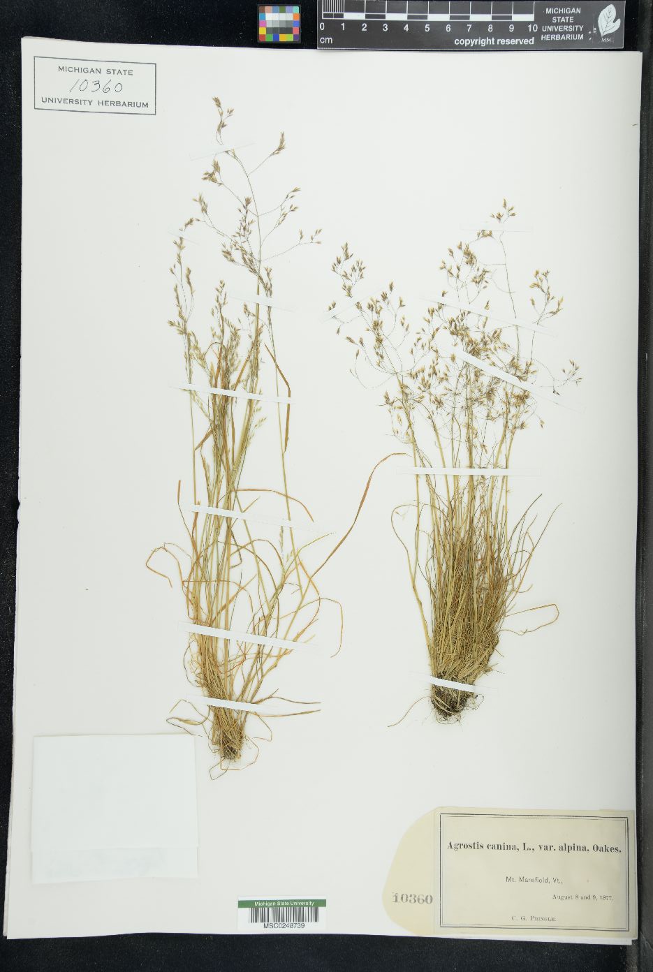 Agrostis canina image