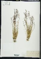 Agrostis canina image