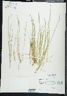 Agrostis elliotiana image