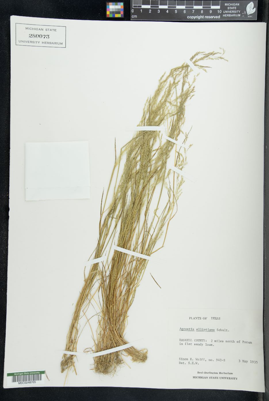 Agrostis elliotiana image