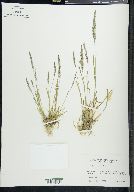 Agrostis exarata image