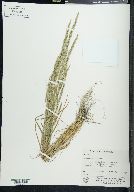 Agrostis exarata image