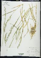 Agrostis exarata image