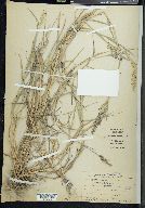 Agrostis exarata image