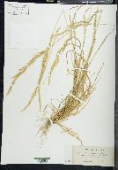 Agrostis exarata image