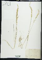 Agrostis exarata image