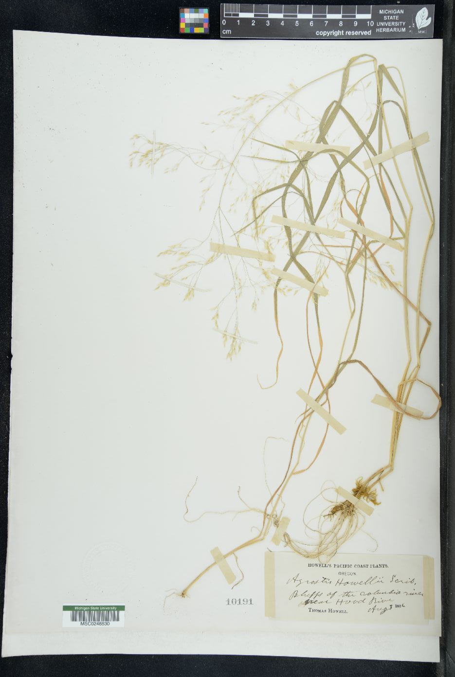Agrostis howellii image