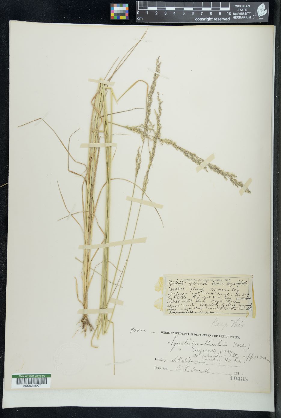 Agrostis multiculmis image