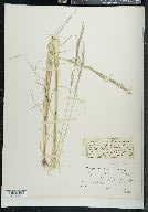 Image of Agrostis multiculmis
