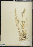 Agrostis microphylla image