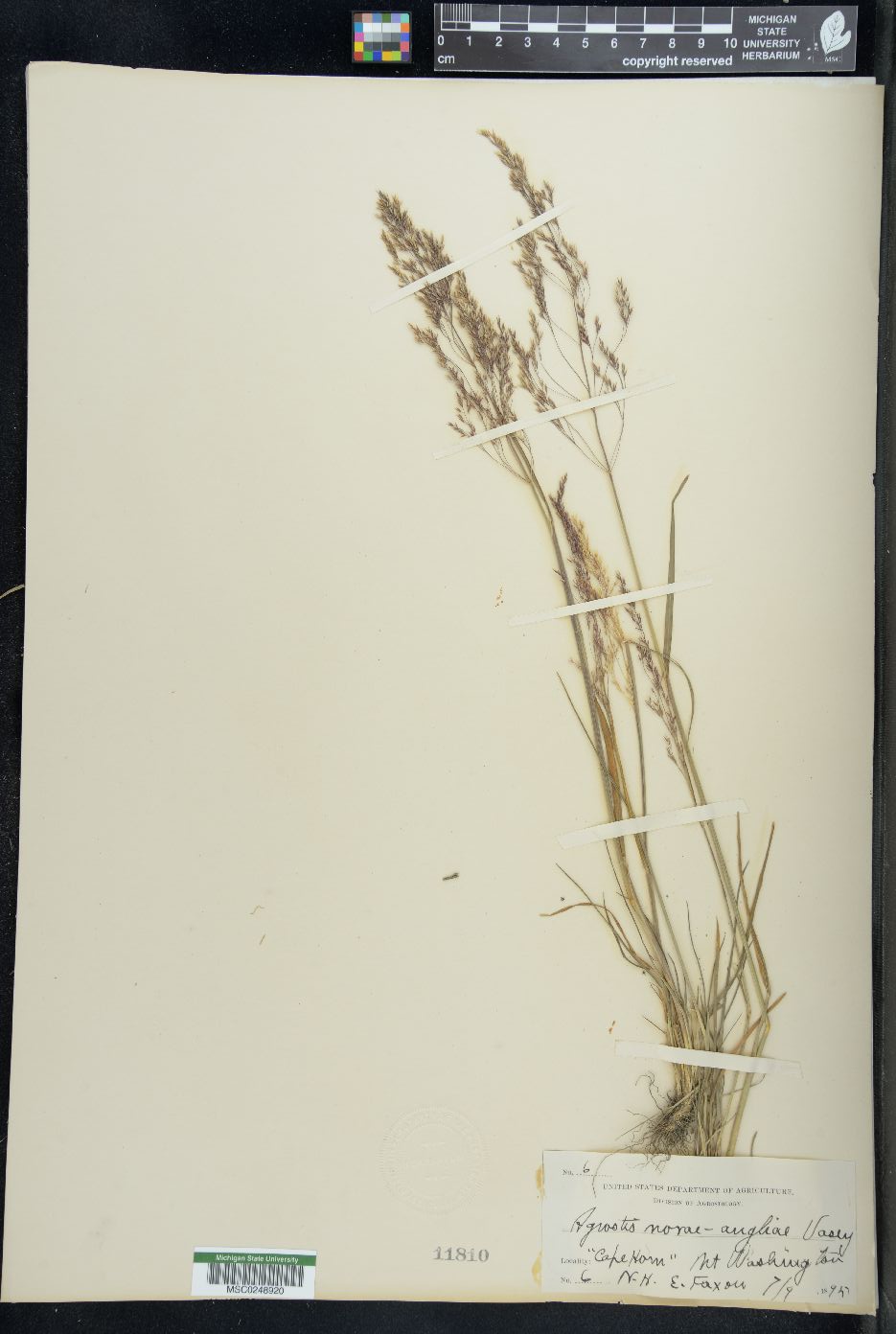 Agrostis novae-angliae image