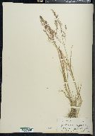 Agrostis novae-angliae image