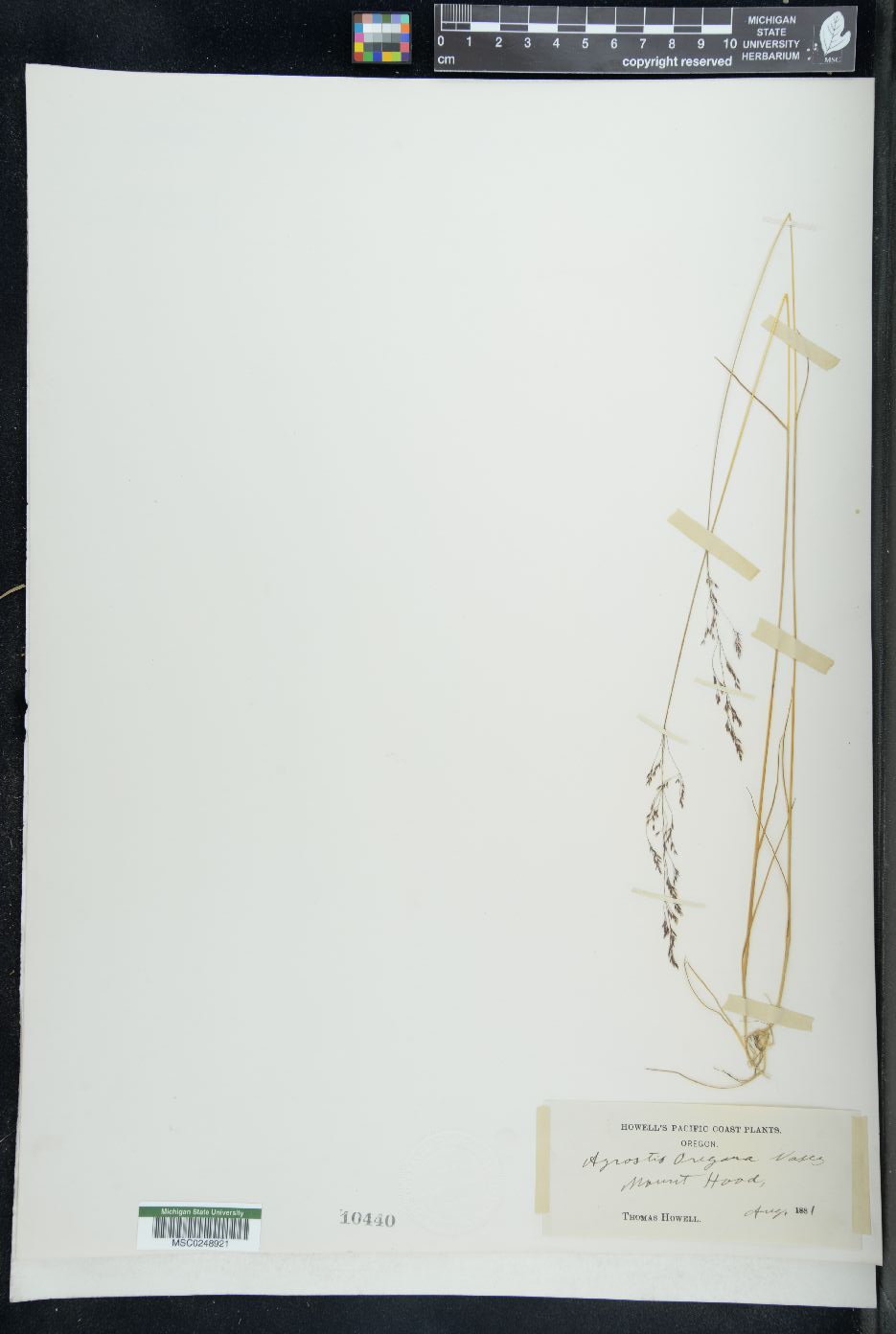 Agrostis oregonensis image