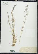 Agrostis mertensii image