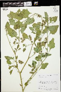 Solanum nigrum image