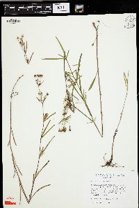 Lysimachia quadriflora image