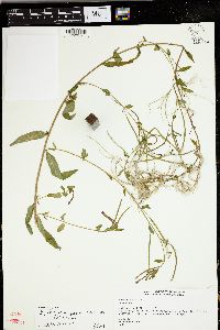 Epilobium parviflorum image