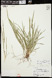 Carex laxiculmis image