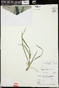 Carex cumberlandensis image