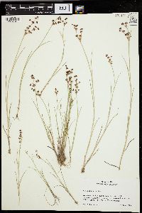 Juncus alpinoarticulatus image