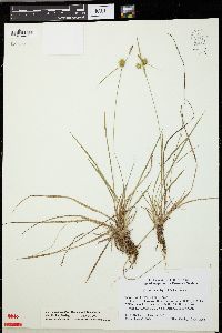 Carex viridistellata image