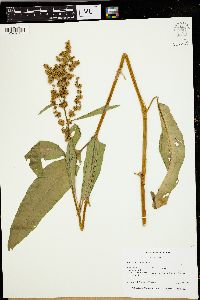 Rumex altissimus image