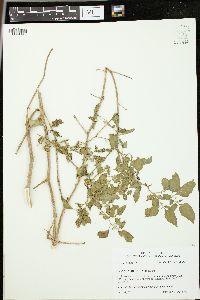 Solanum douglasii image