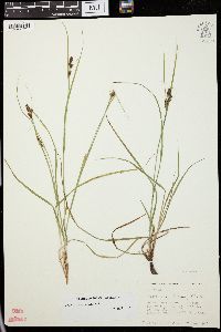 Carex caroliniana image