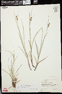 Carex caroliniana image