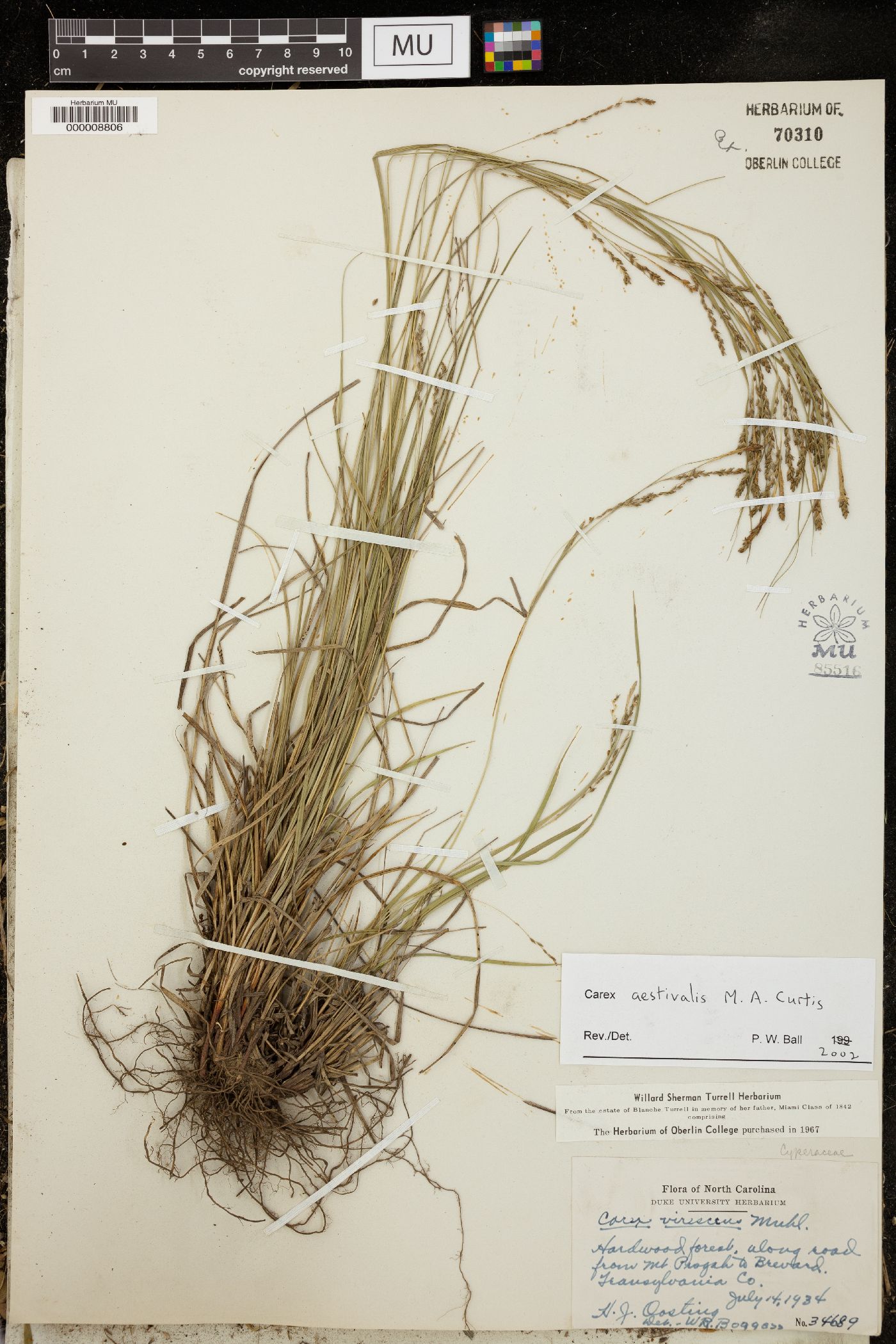 Carex aestivalis image