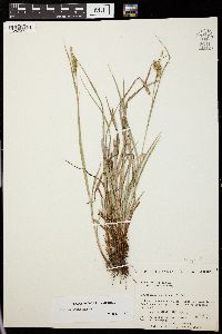 Carex pallescens image