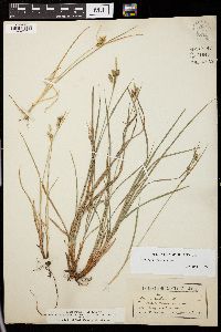 Carex pallescens image