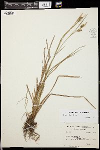 Carex pallescens image