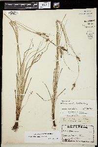 Carex swanii image