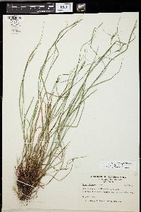 Carex swanii image