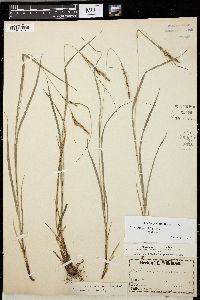 Carex virescens image