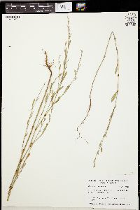 Polygonum ramosissimum image