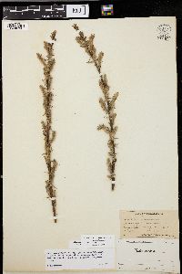 Salix myricoides image