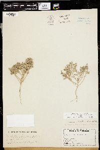 Chenopodium fremontii image