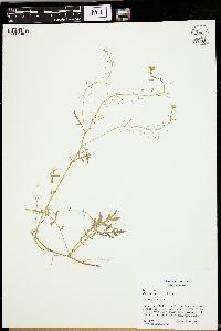 Rorippa sylvestris image