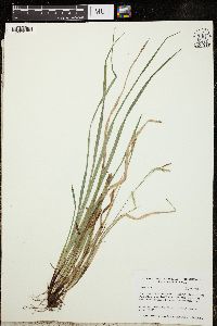 Carex arctata image