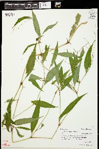 Persicaria hydropiper image