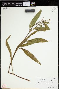 Rumex verticillatus image