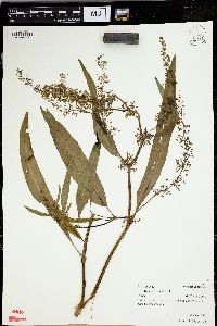 Rumex verticillatus image