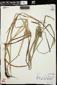 Carex grayi image