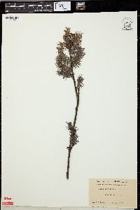 Salix adenophylla image