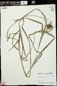 Carex grayi image