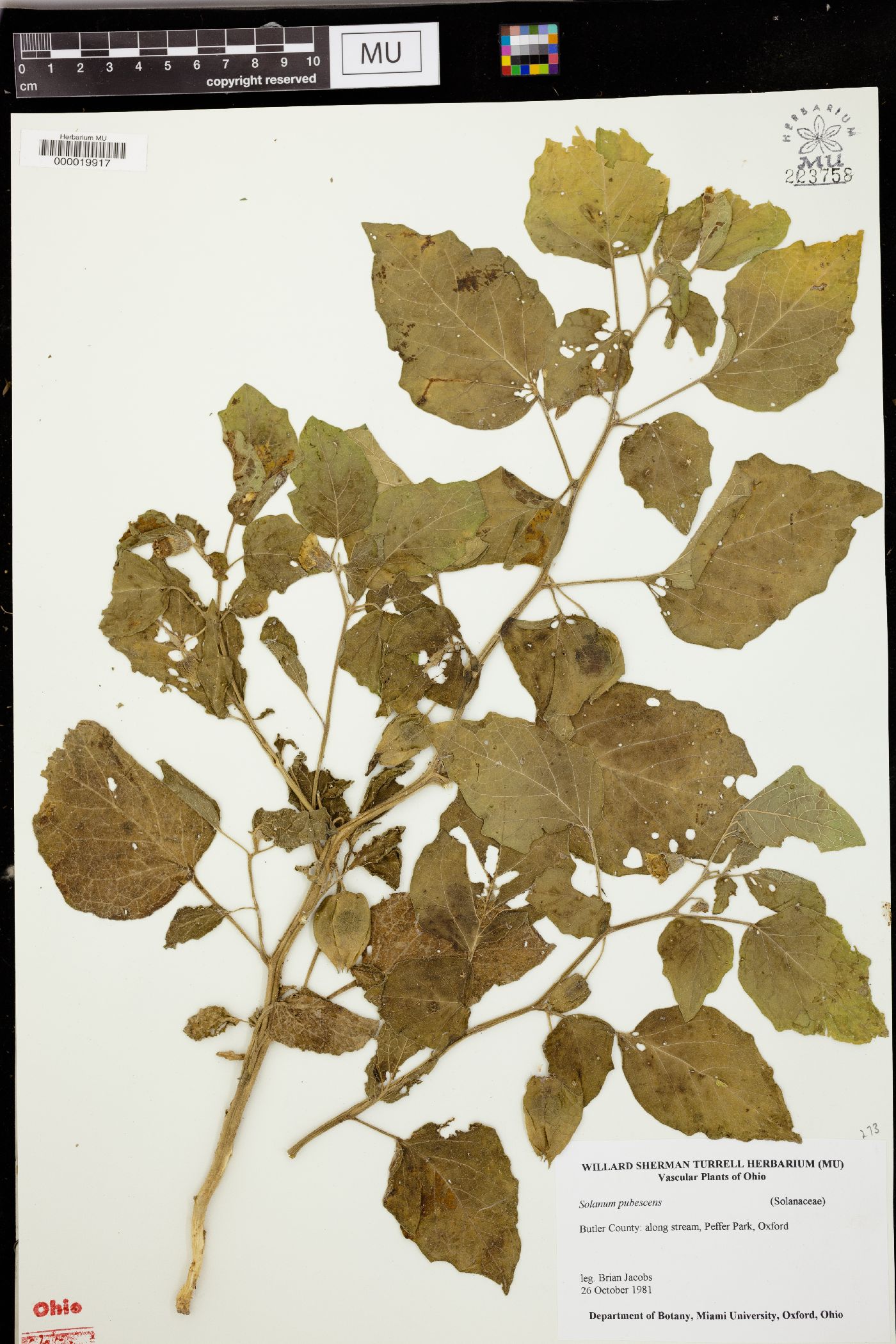 Solanum pubescens image